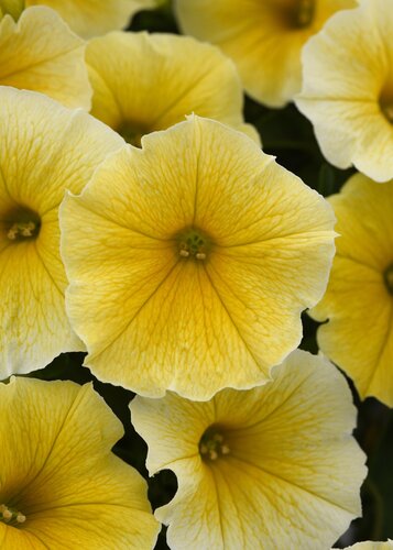 Petunia Bees Knees 1 Litre