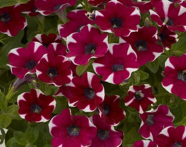 Petunia Bicolour Cabernet 10.5cm