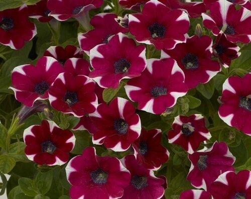 Petunia Bicolour Cabernet Jumbo Six Pack