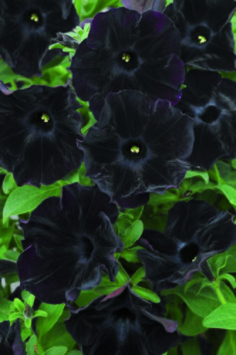 Petunia Black Velvet Plug