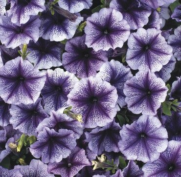 Petunia Blue Vein Jumbo Six Pack