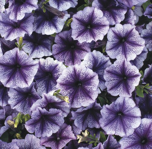 Petunia Blue Vein Six Pack