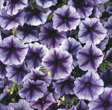 Petunia Blue Vein Six Pack