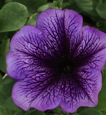 Petunia Blue Vein Six Pack