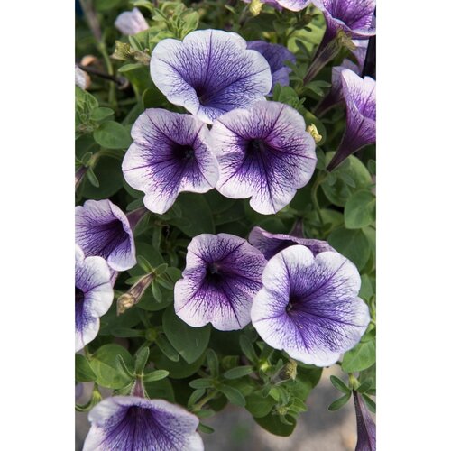 Petunia Blueberry Ice 1 Litre