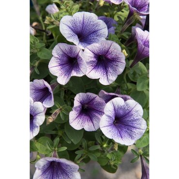 Petunia Blueberry Ice 1 Litre