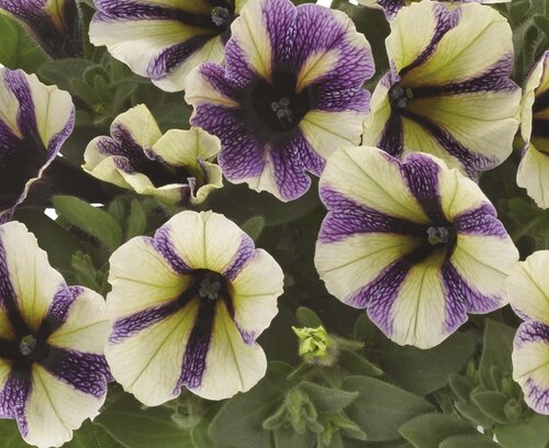 Petunia Blueberry Muffin 1 Litre