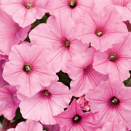 Petunia Bubblegum 1 Litre