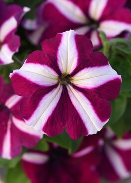 Petunia Burgundy Star 1 Litre