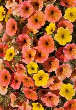 Petunia Cascadia Indian Summer Plug
