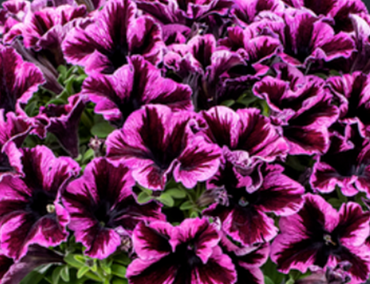 Petunia Cosmic Pink 1 Litre