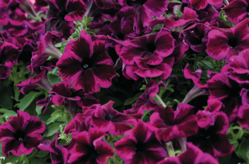 Petunia Cosmic Purple 1 Litre