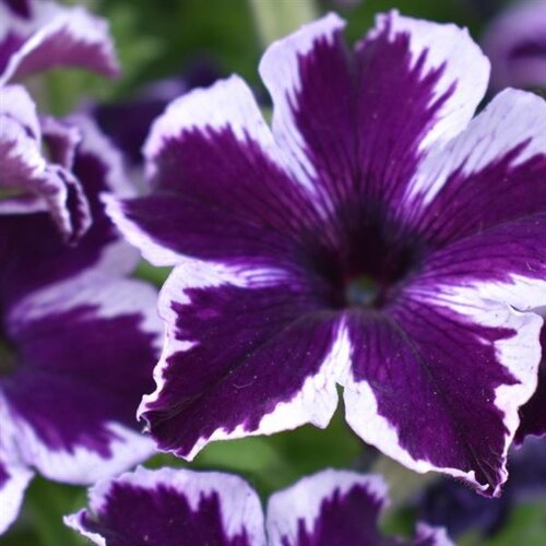 Petunia Cosmic Violet 1 Litre