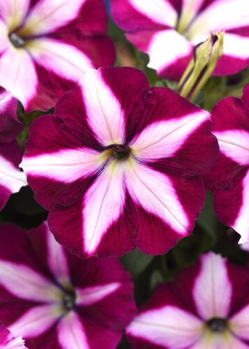 Petunia Crimson Star 6 Pack