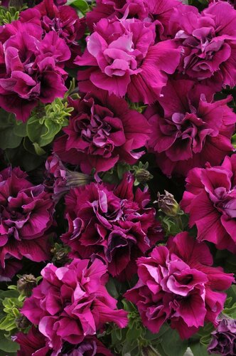 Petunia Double Burgundy Six Pack