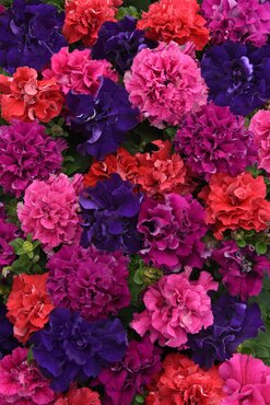 Petunia Double Cascade Bold Mix 6 Pack