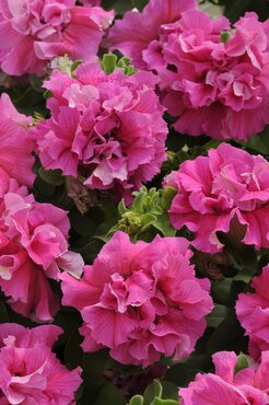 Petunia Double Pink Six Pack
