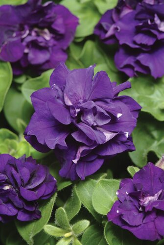 Petunia Double Purple Six Pack