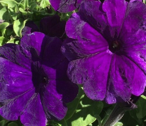 Petunia Fanfare Blue Hanging Basket 25cm