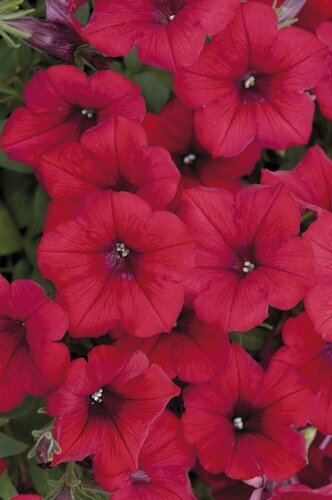 Petunia Fanfare Red Hanging Basket 25cm