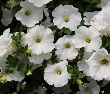 Petunia Fanfare White Hanging Basket 25cm