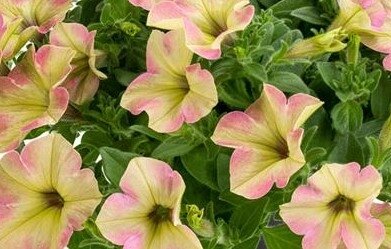 Petunia Flamingo 1 Litre