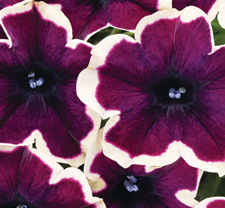 Petunia French Kiss 1 Litre