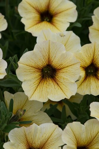 Petunia French Vanilla 1 Litre