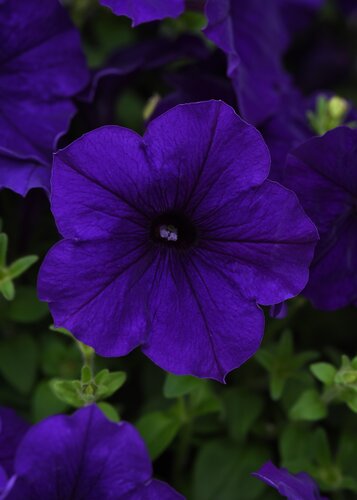 Petunia Go!Tunia Dark Blue Plug