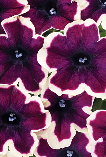 Petunia Go!Tunia French Kiss Plug