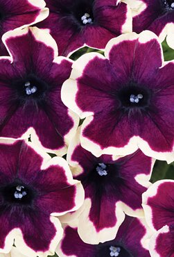 Petunia Go!Tunia French Kiss Plug