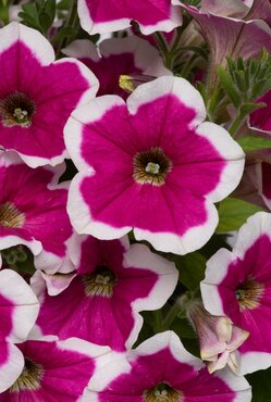 Petunia Go!Tunia Rose Picotee Plug