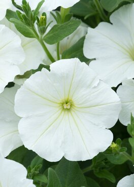 Petunia Go!Tunia White Improved Plug