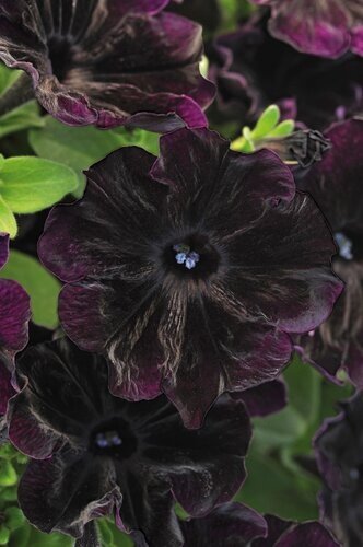 Petunia Gotunia Black 1 Litre
