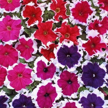 Petunia Ice Mixed Jumbo Six Pack