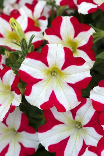 Petunia King Of Hearts 1 Litre