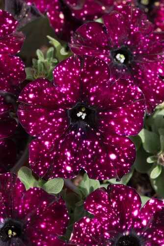 Petunia Lightning Sky Plug