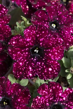 Petunia Lightning Sky Plug