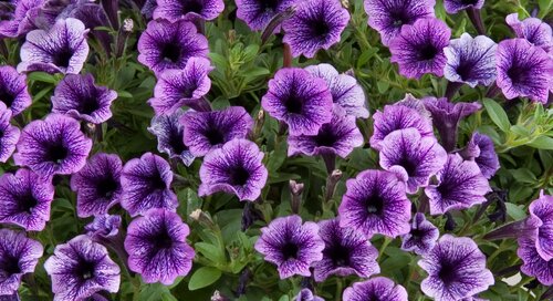 Petunia Littletunia Blue Vein 10.5cm