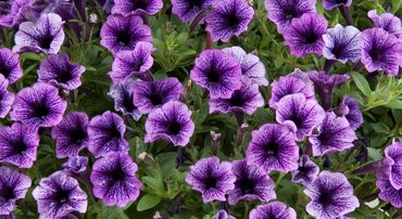 Petunia Littletunia Blue Vein 10.5cm