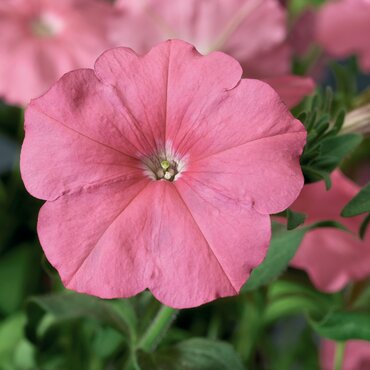 Petunia Littletunia Pink 10.5cm