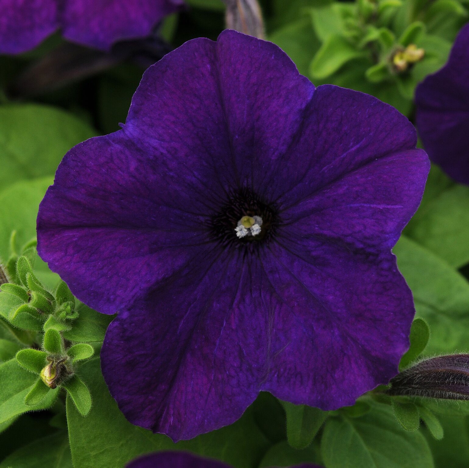 Petunia Littletunia Purple Blue 10.5cm - Stewarts Garden Centre