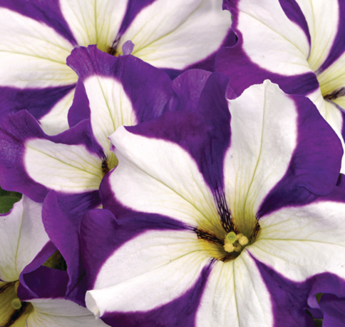 Petunia Lucky Lilac 1 Litre