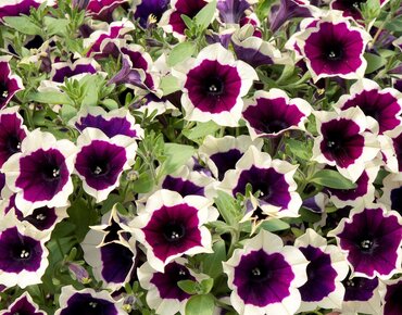 Petunia Magenta Rim 10.5cm - image 1