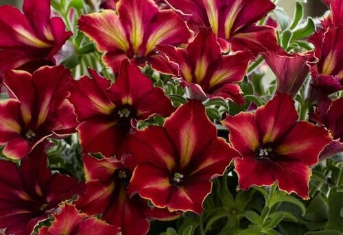 Petunia Mandaville 1 Litre