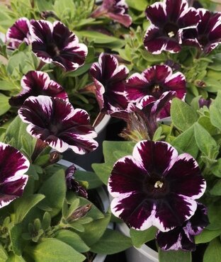 Petunia Miss Marvelous 1 litre