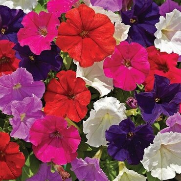 Petunia Mixed Six Pack
