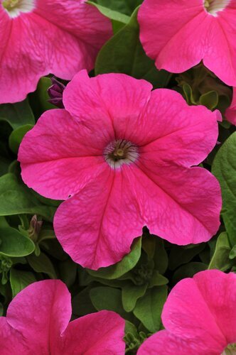 Petunia Neon Rose Jumbo Six Pack