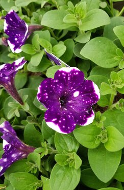 Petunia Night Sky 1 litre