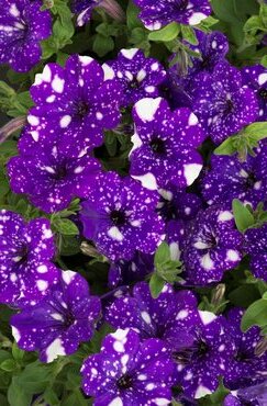 Petunia Night Sky Plug